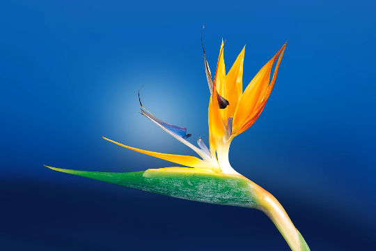 My Three Gifts for You in This Madhouse Paradise a bird of paradise flower